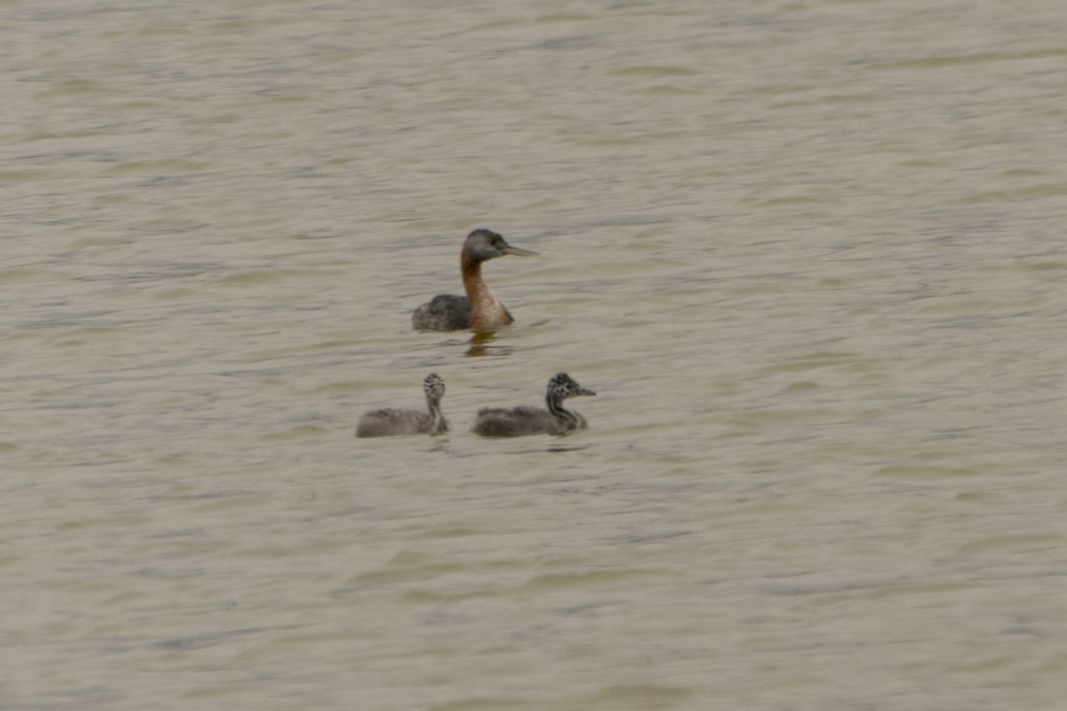 Great Grebe - ML472209321