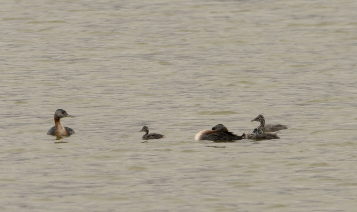 Great Grebe - ML472209341