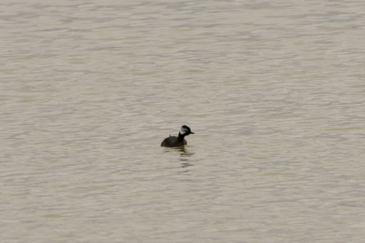 White-tufted Grebe - ML472209981