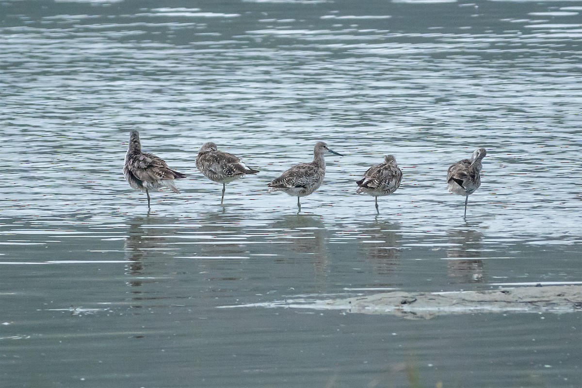 Willet - Mary-Rose Hoang