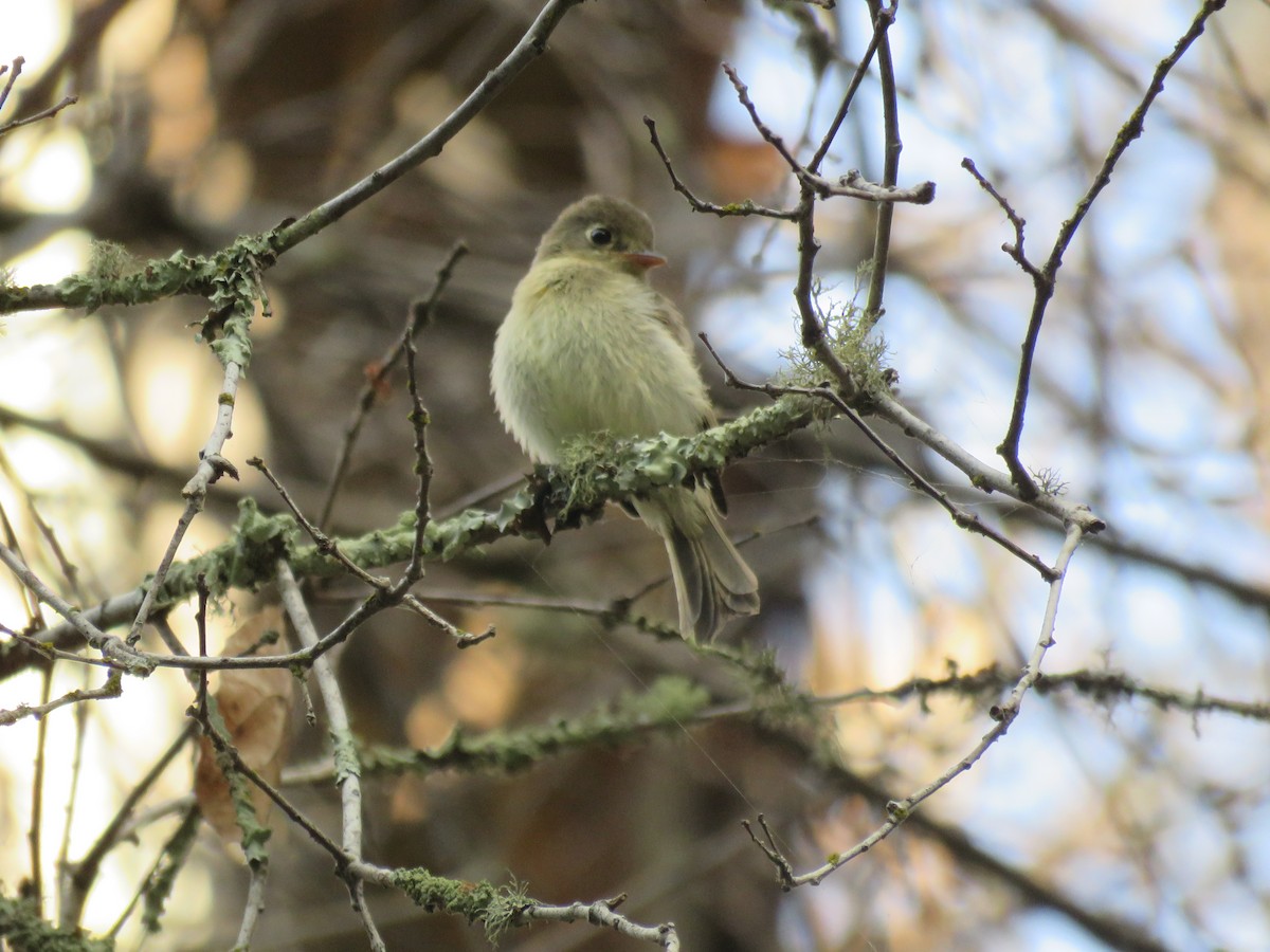 Western Flycatcher (Pacific-slope) - ML472212181