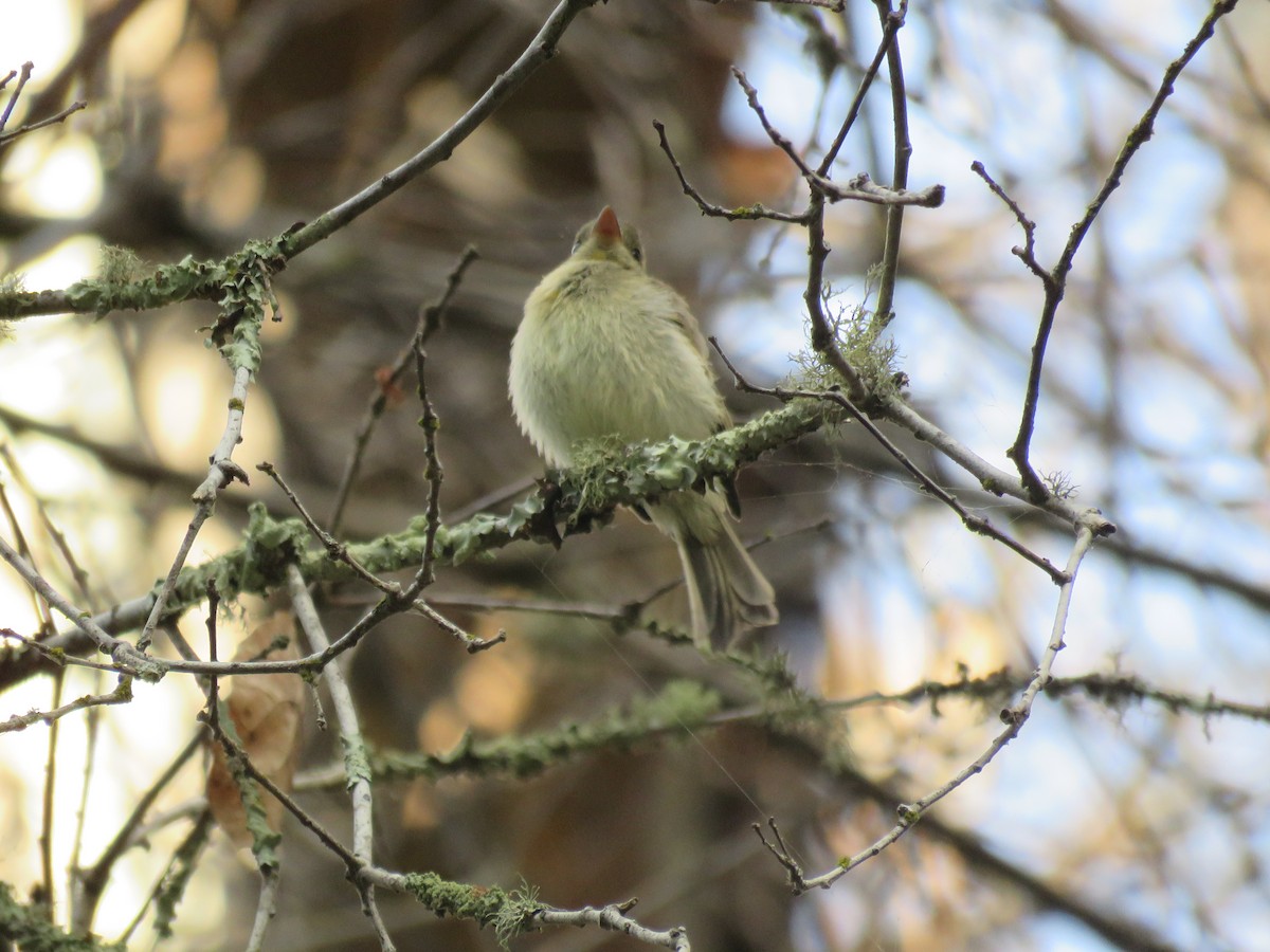 Western Flycatcher (Pacific-slope) - ML472212531