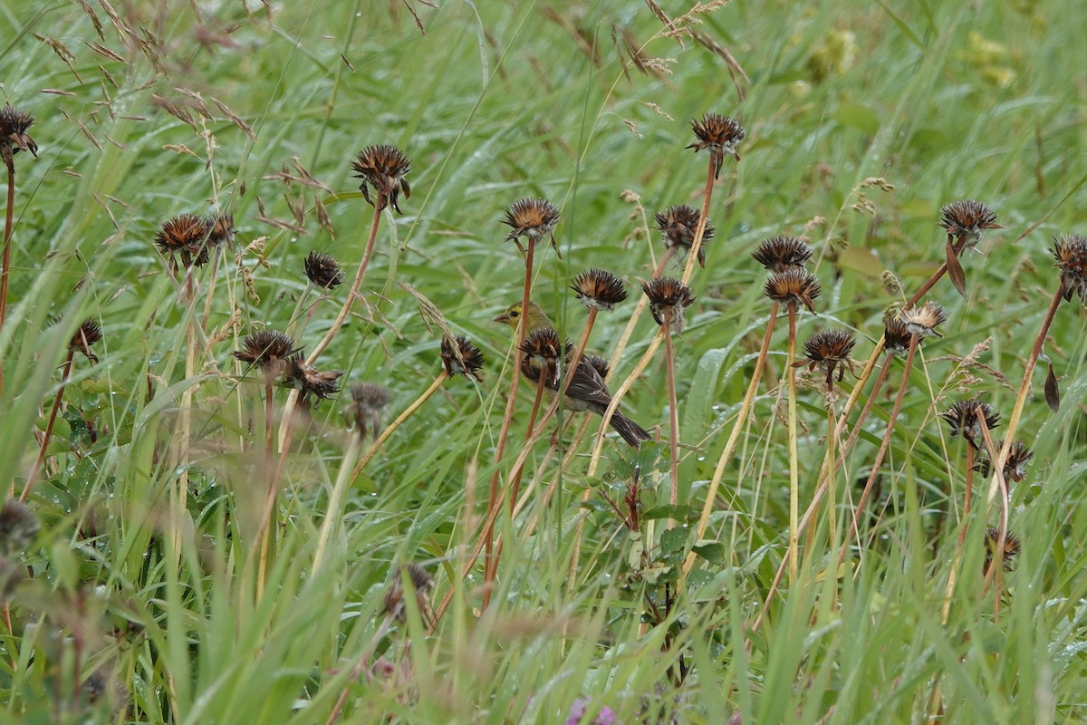 American Goldfinch - ML472212841