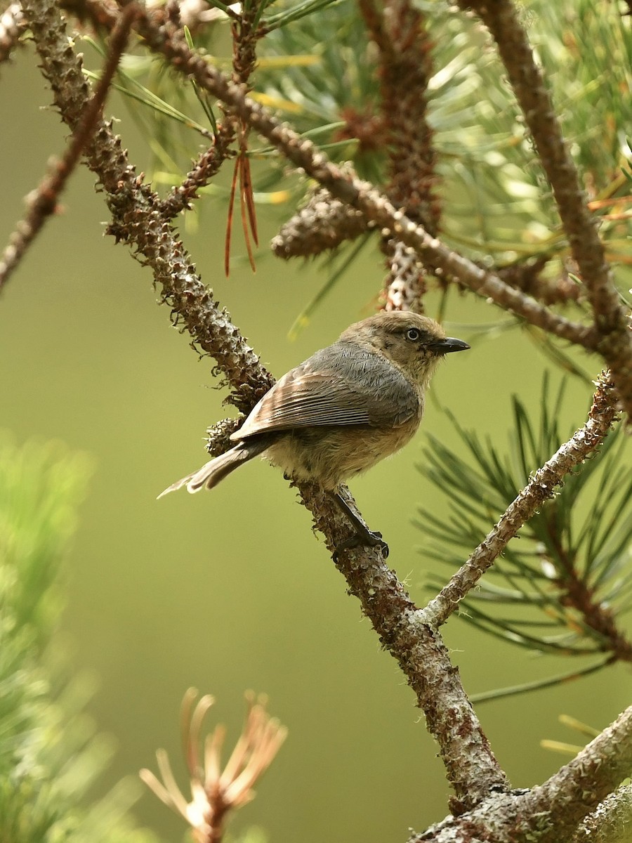 Bushtit - ML472213121