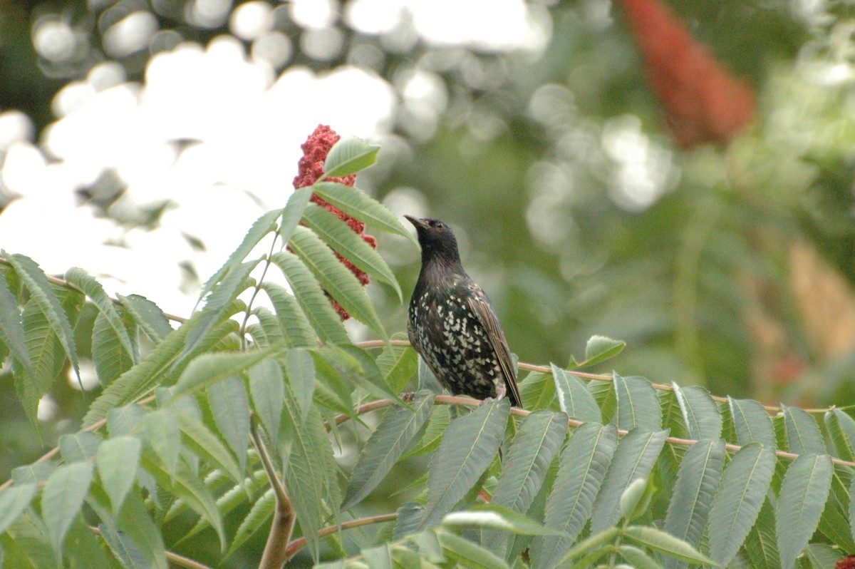 European Starling - ML472213291