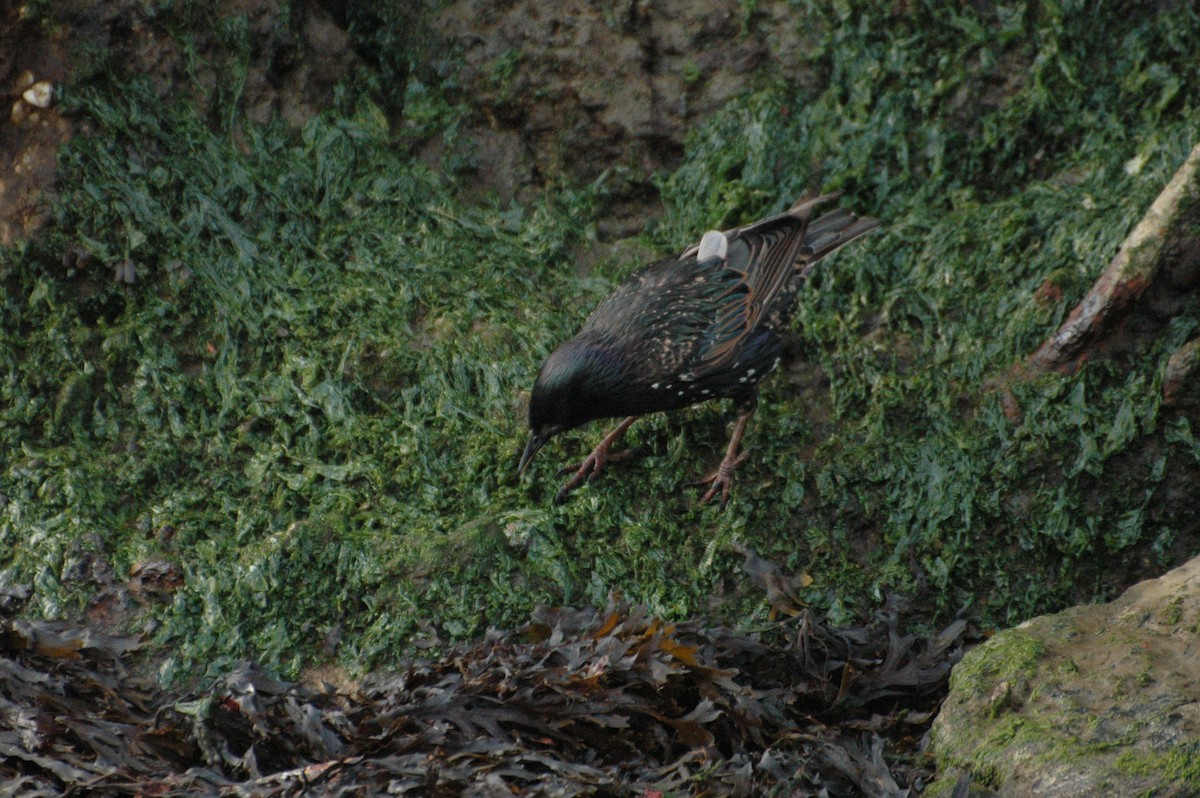 European Starling - ML472213301