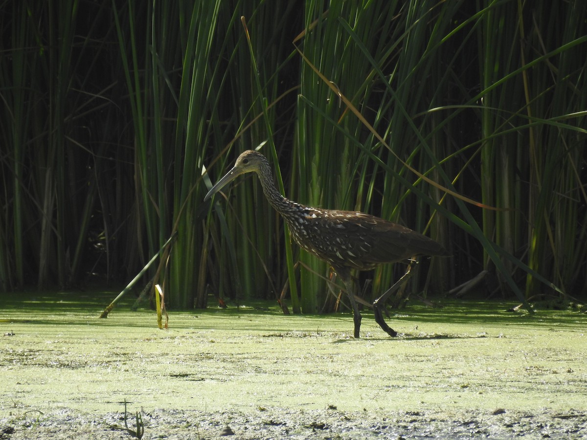 Limpkin - ML472213641