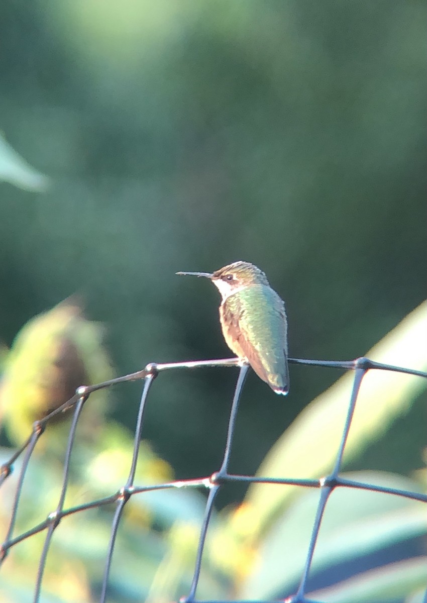 Ruby-throated Hummingbird - ML472216031