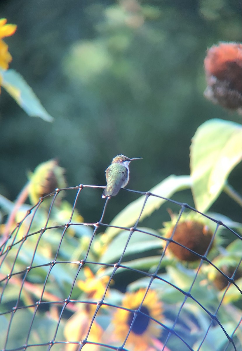 Ruby-throated Hummingbird - ML472216051
