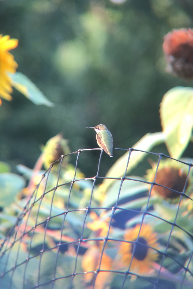 Ruby-throated Hummingbird - ML472216061