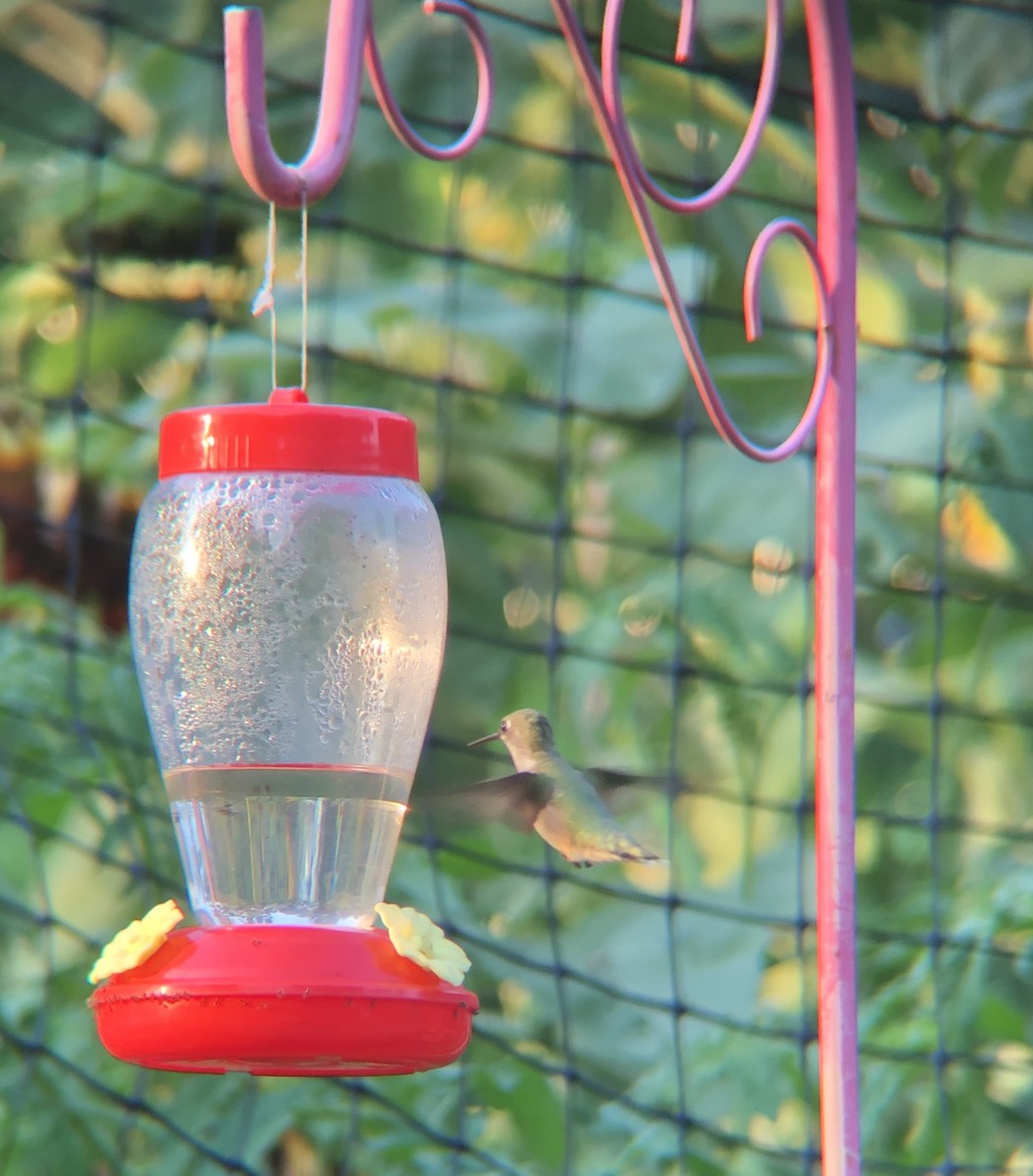 Ruby-throated Hummingbird - ML472216071