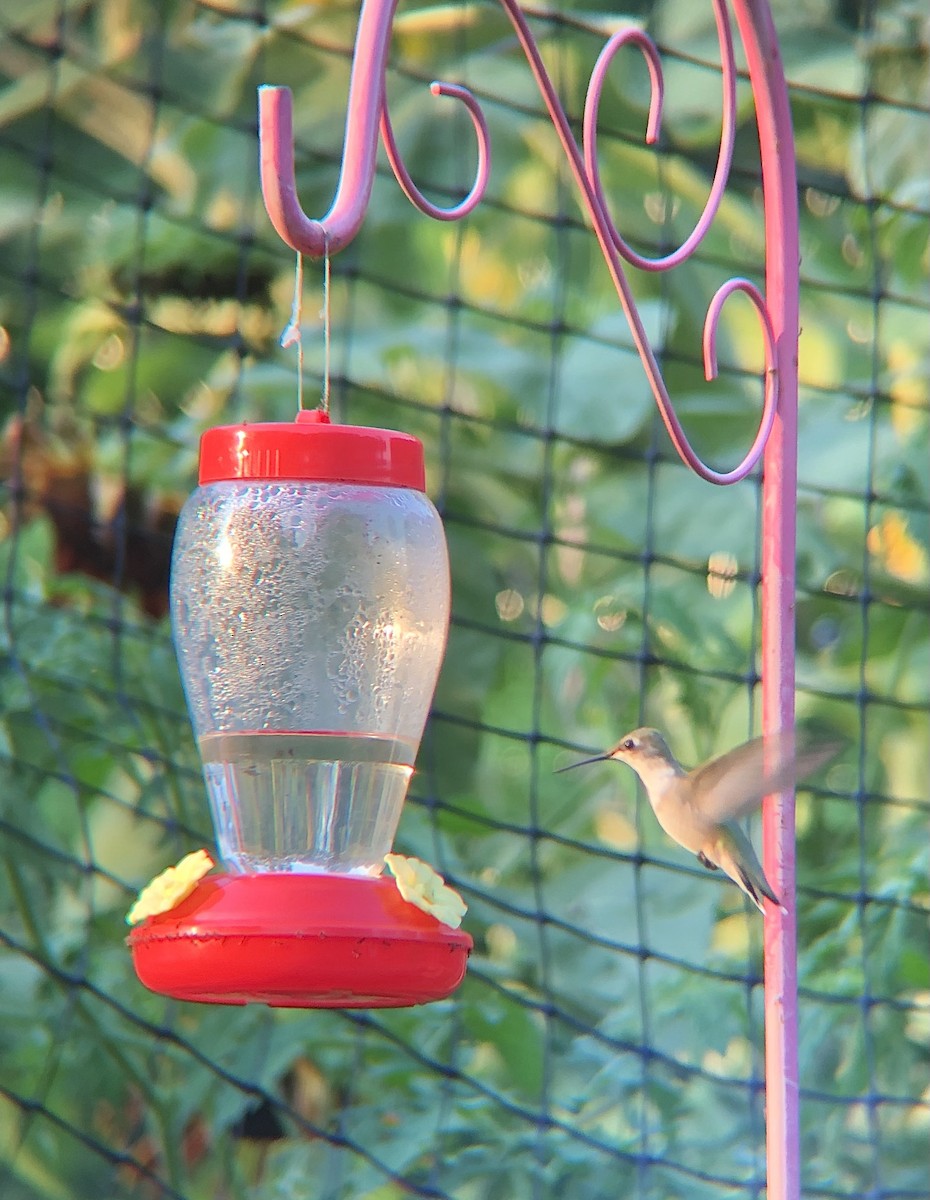 Ruby-throated Hummingbird - KZ F