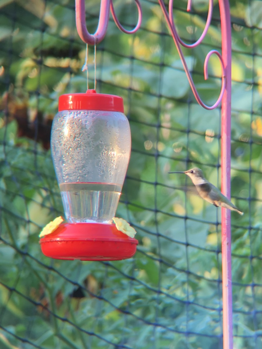 Ruby-throated Hummingbird - ML472216091