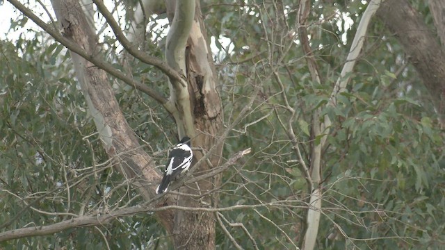 Pied Butcherbird - ML472216191