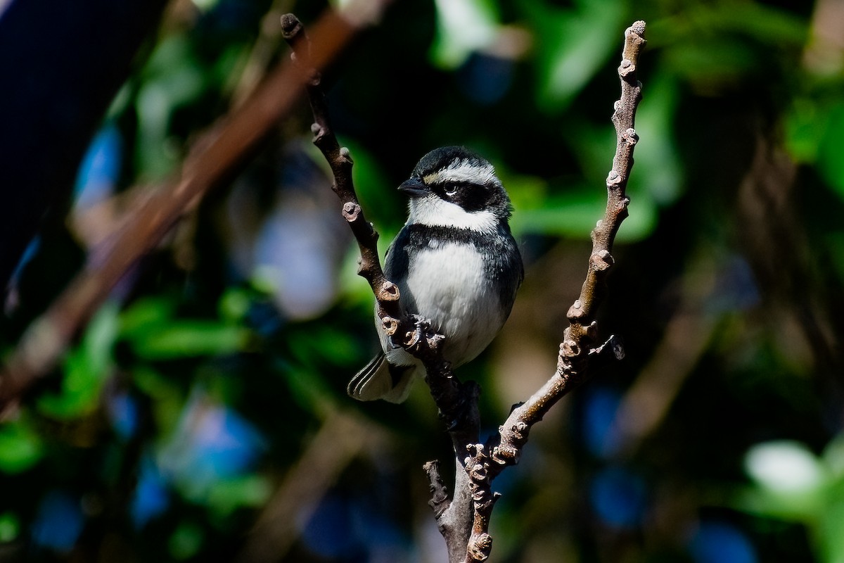 Ringed Warbling Finch - ML472216511