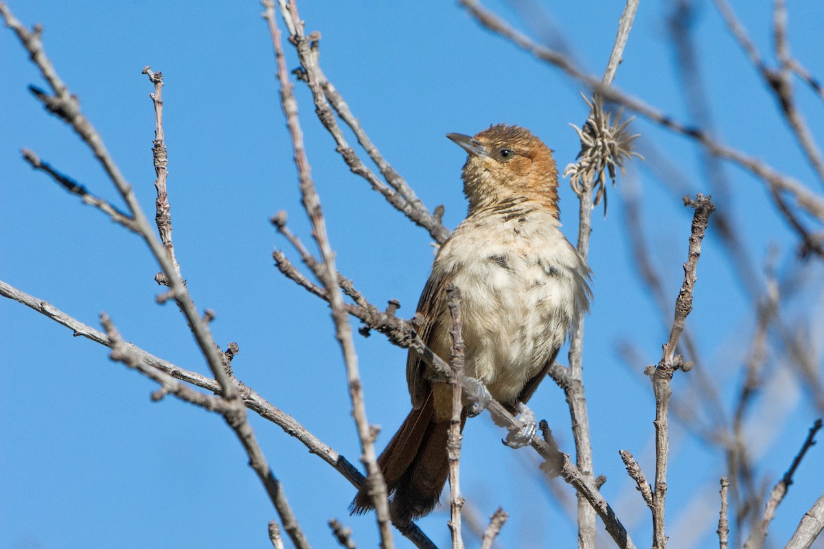 Streak-fronted Thornbird - Adrian Eisen Rupp