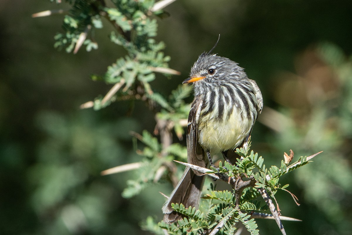 Yellow-billed Tit-Tyrant - ML472216651