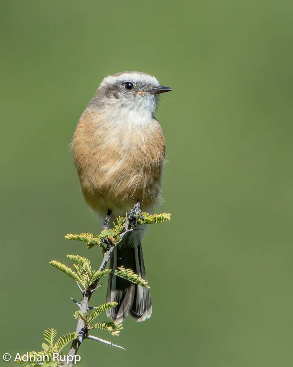 d'Orbigny's Chat-Tyrant - ML472216671