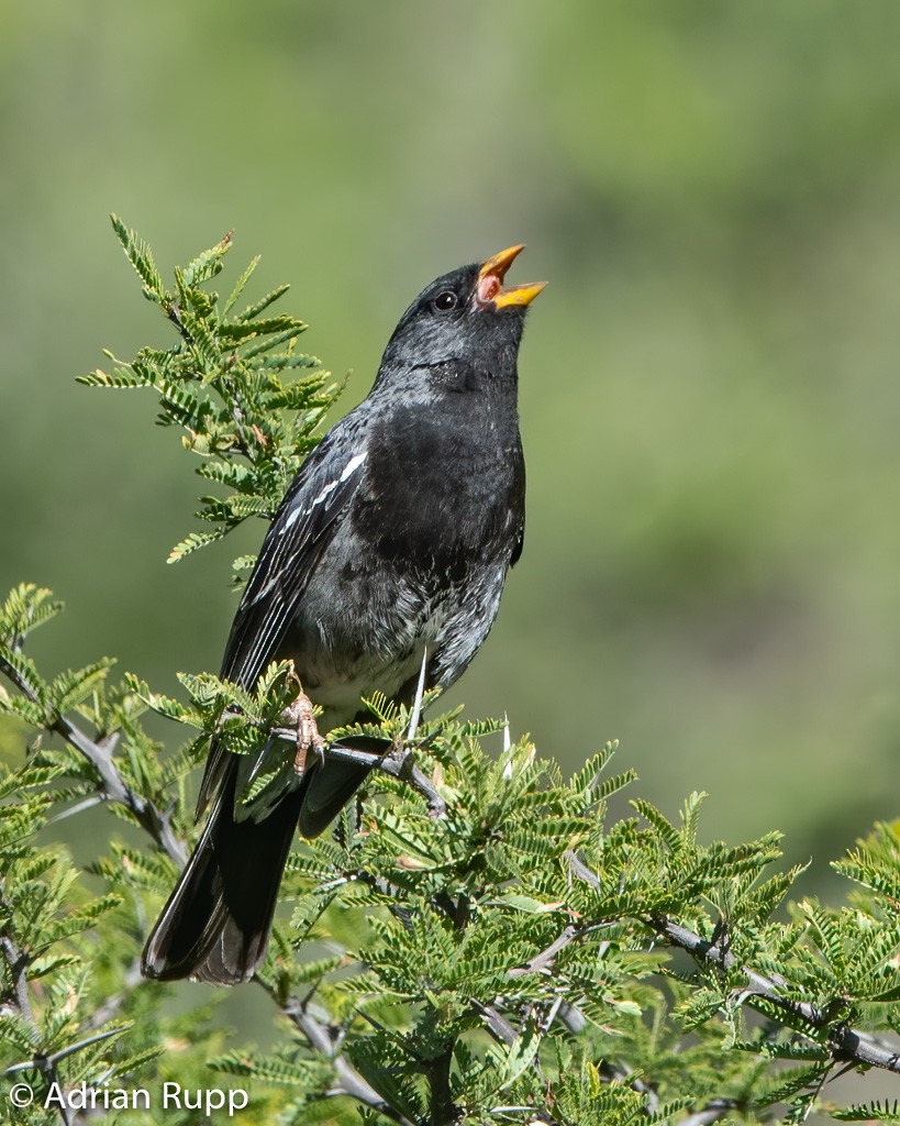 Mourning Sierra Finch - ML472216731