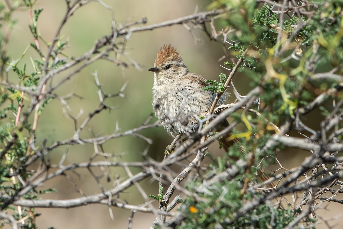 Brown-capped Tit-Spinetail - ML472216791