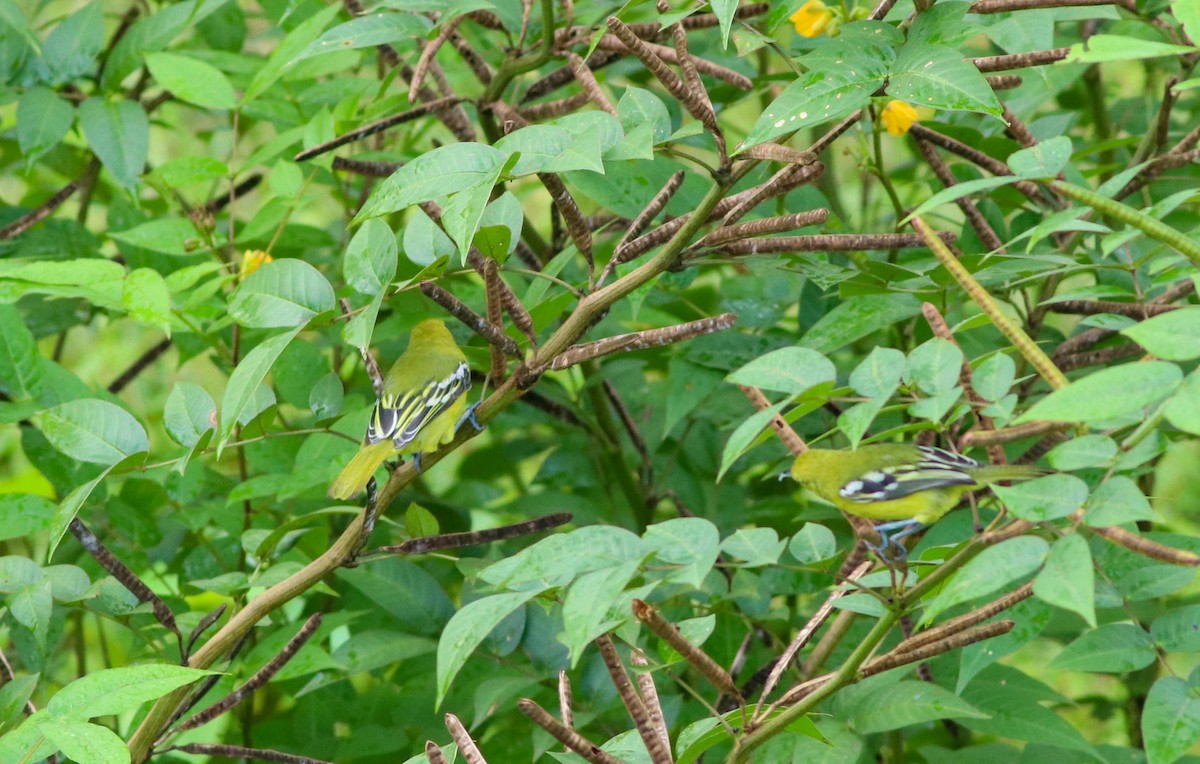 Common Iora - ML472217161