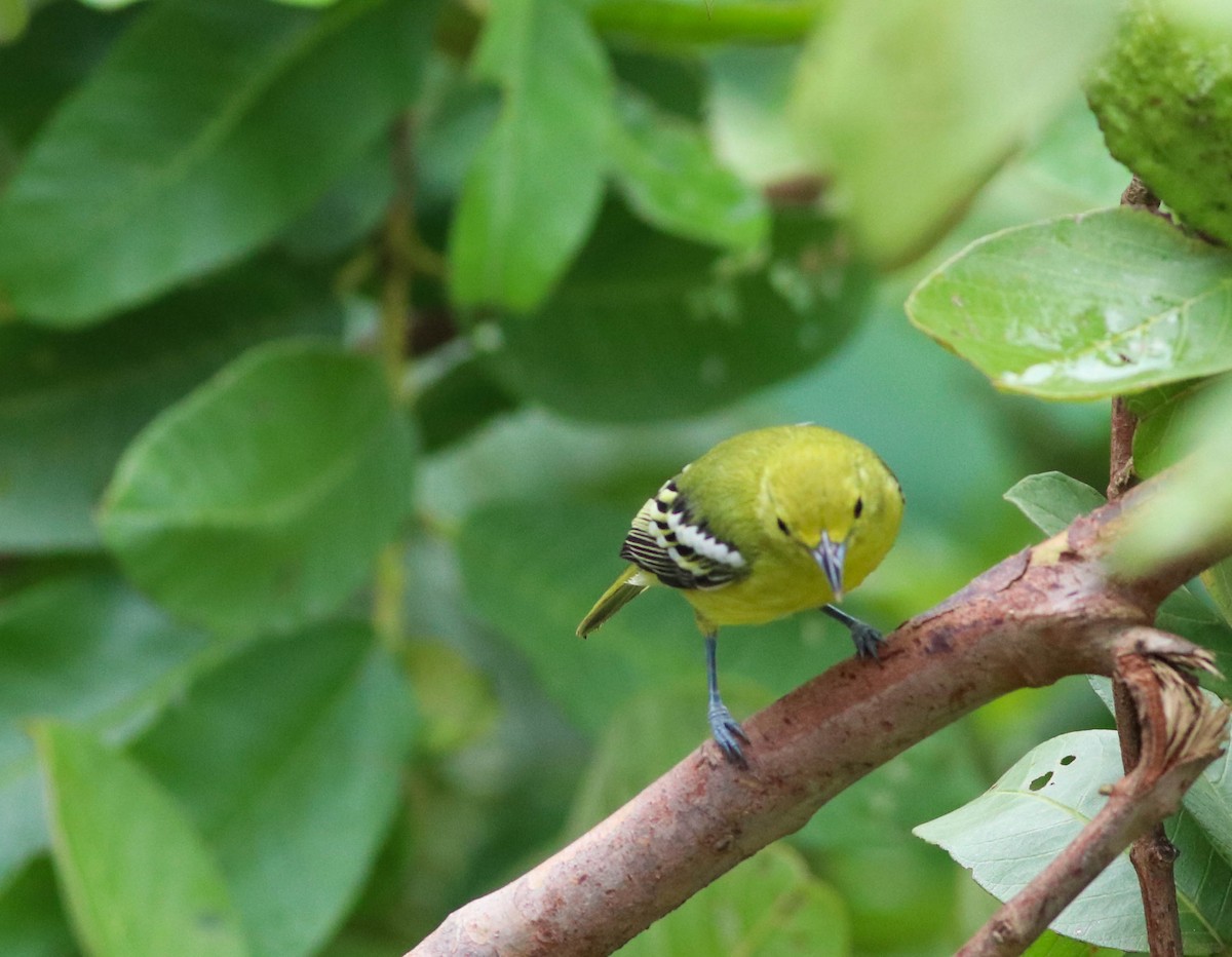 Common Iora - ML472217181