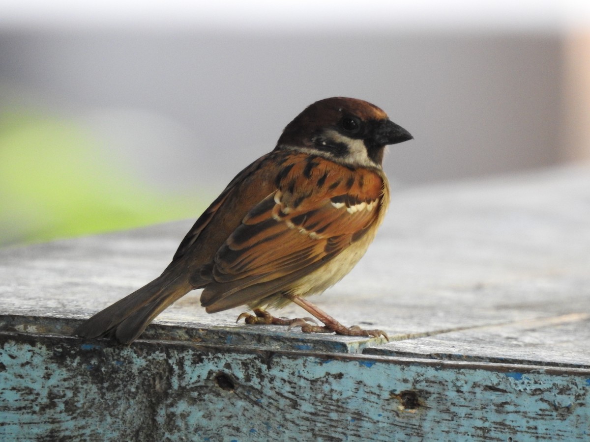 Eurasian Tree Sparrow - ML472217391