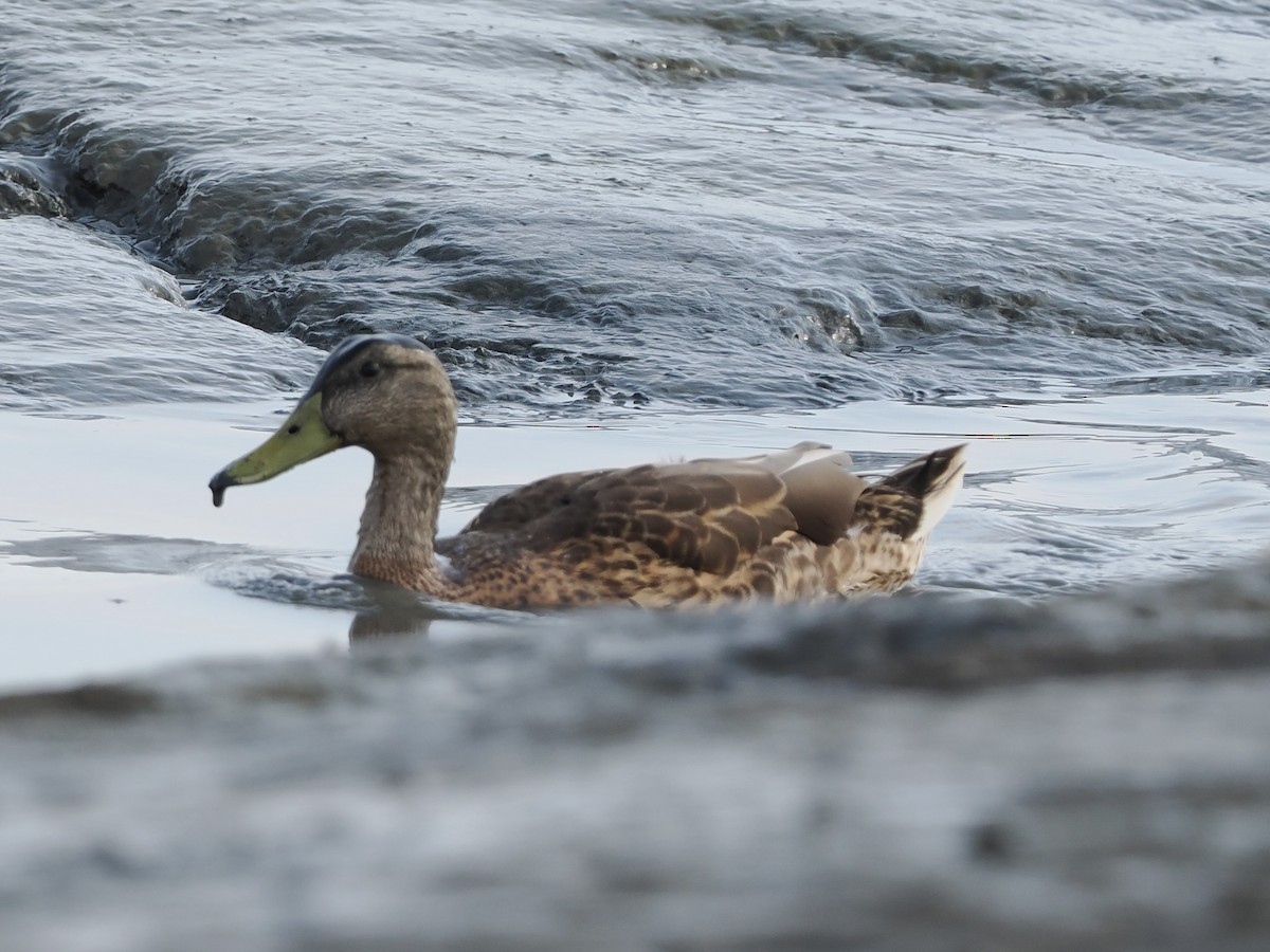 Mallard - ML472218021