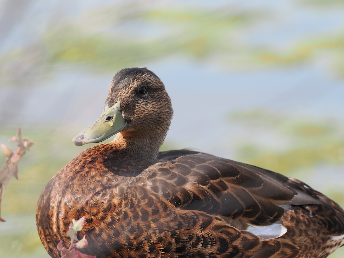 Mallard - ML472218051