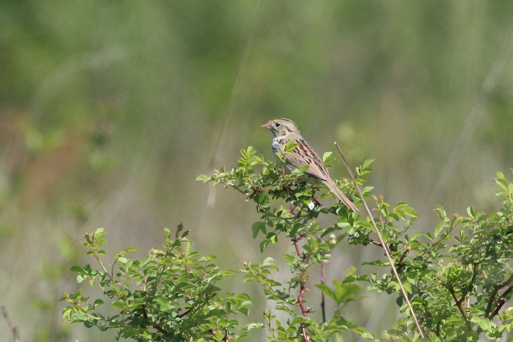Henslow's Sparrow - ML47221911
