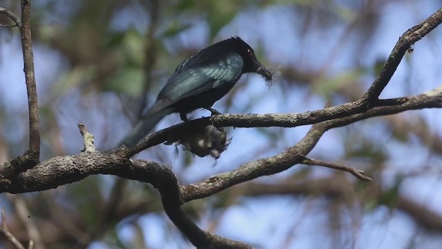 Glanzfleckdrongo - ML472219241