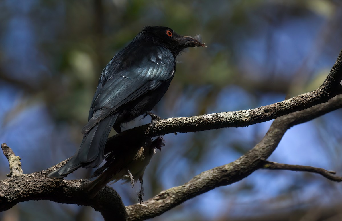 Spangled Drongo - ML472219251