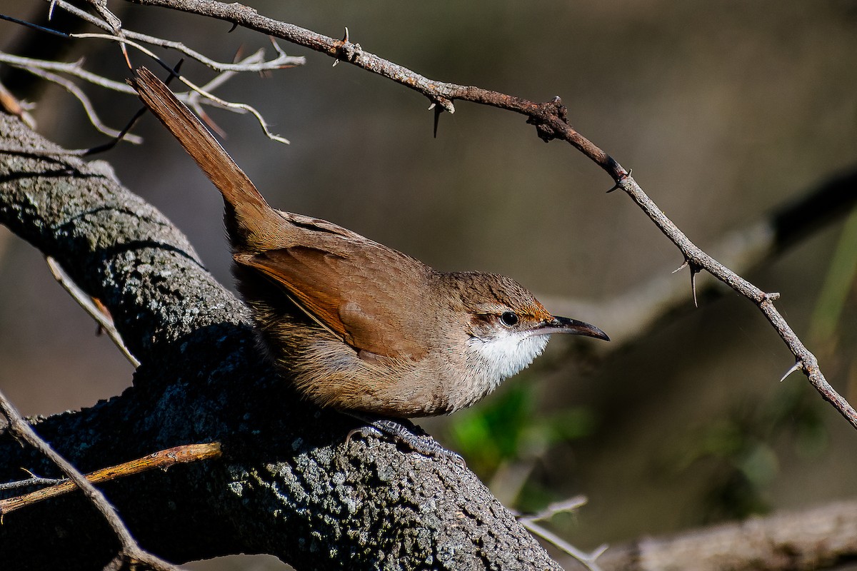 Chaco Earthcreeper - Danilo Druetto