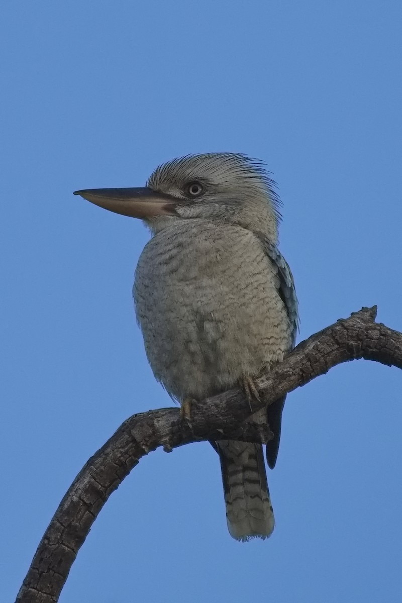 Blue-winged Kookaburra - Ed Pierce