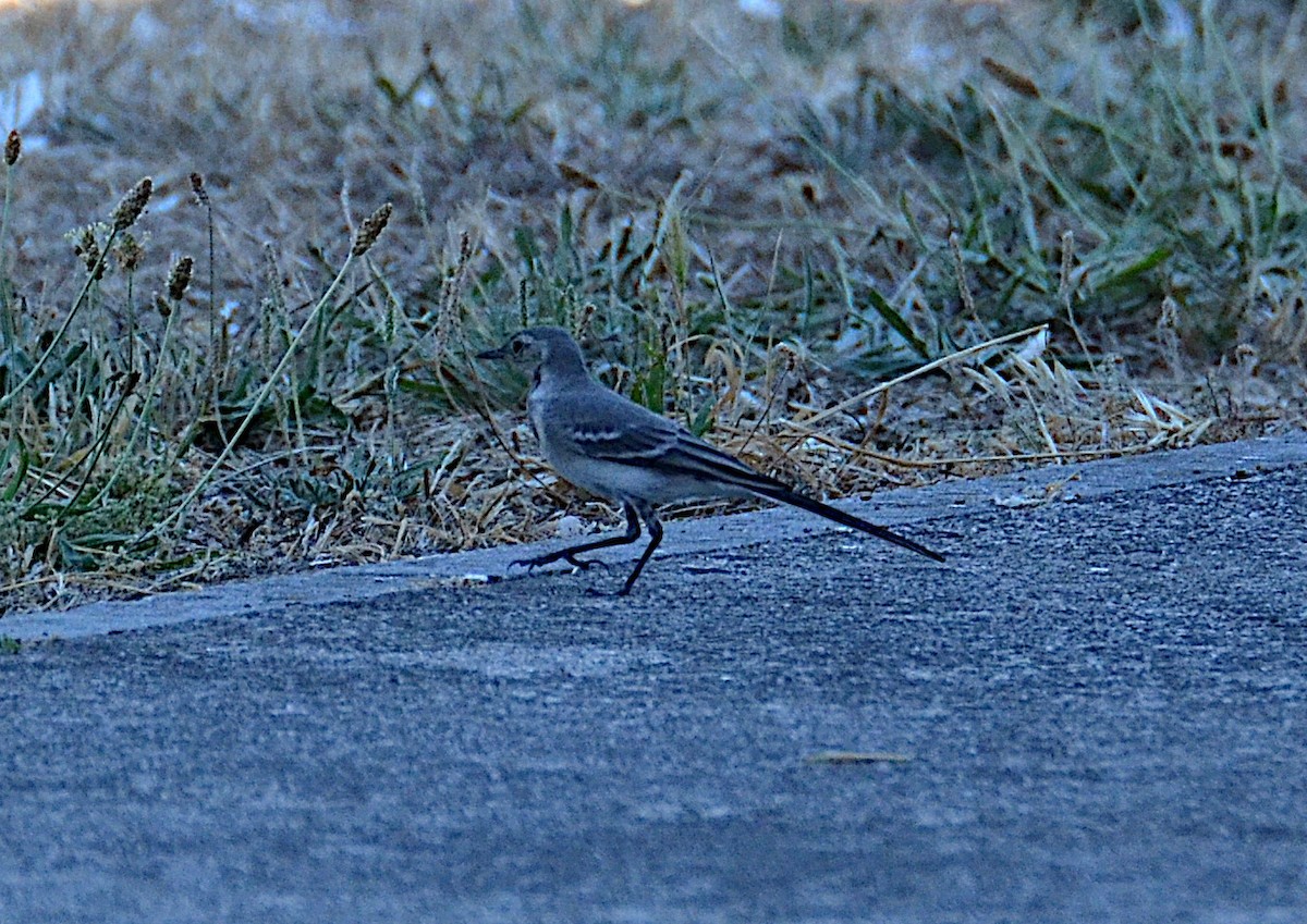 White Wagtail - ML472220261