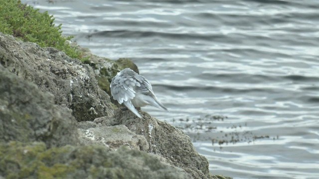 Great Crested Tern - ML472220751