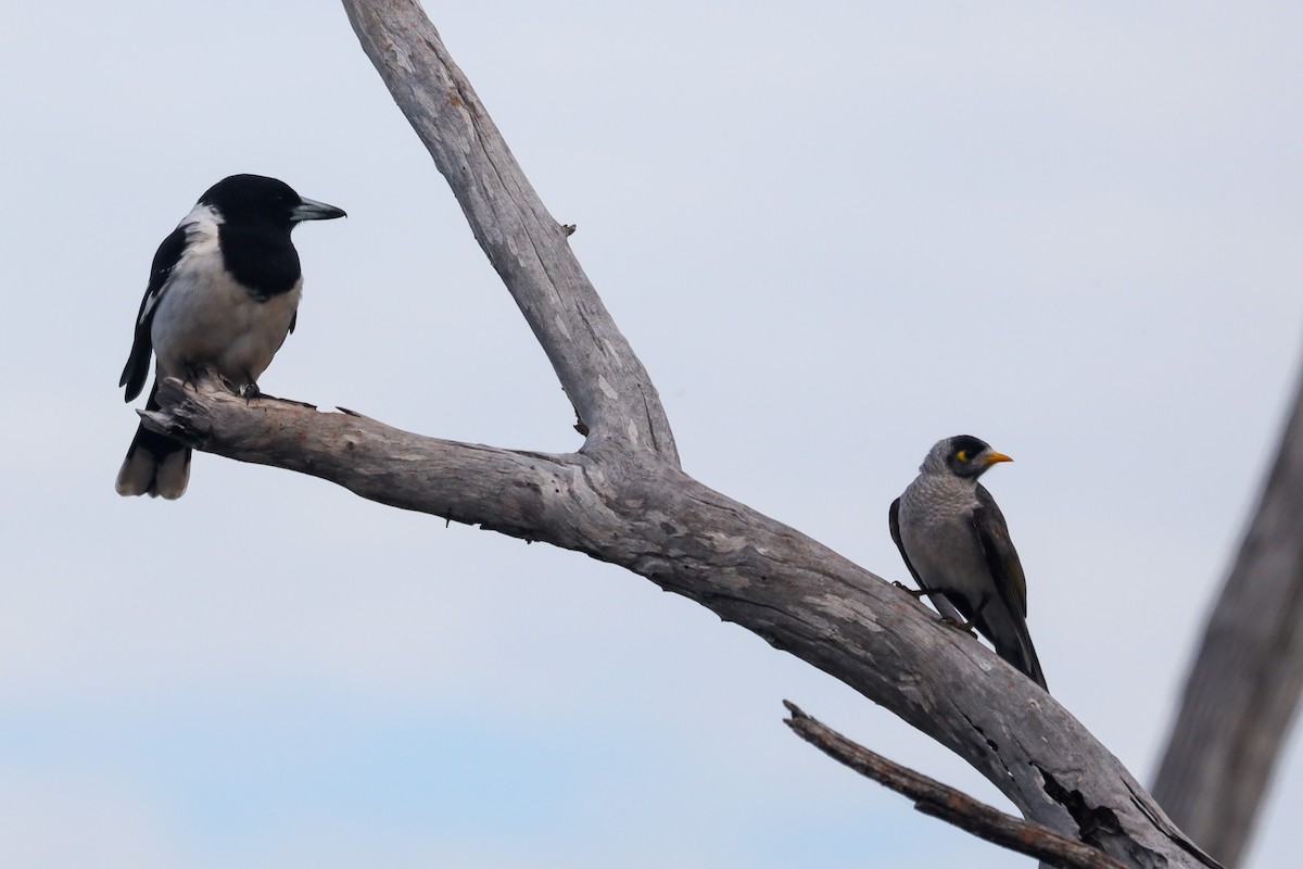 Noisy Miner - ML472221771