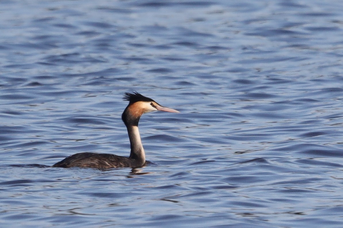 Great Crested Grebe - Richard and Margaret Alcorn