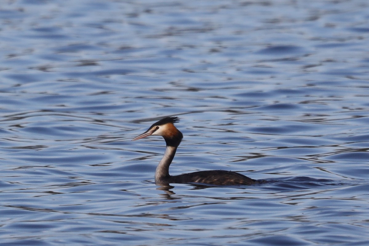 Great Crested Grebe - Richard and Margaret Alcorn