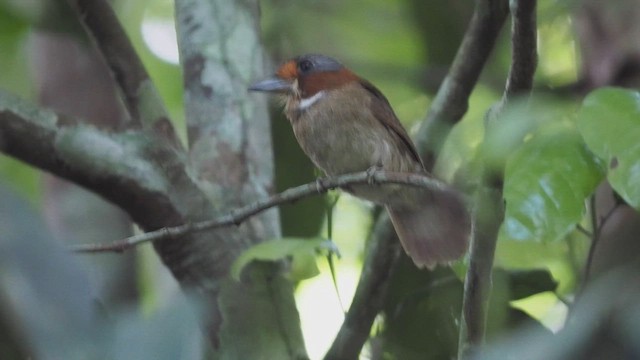 Rufous-necked Puffbird - ML472223441