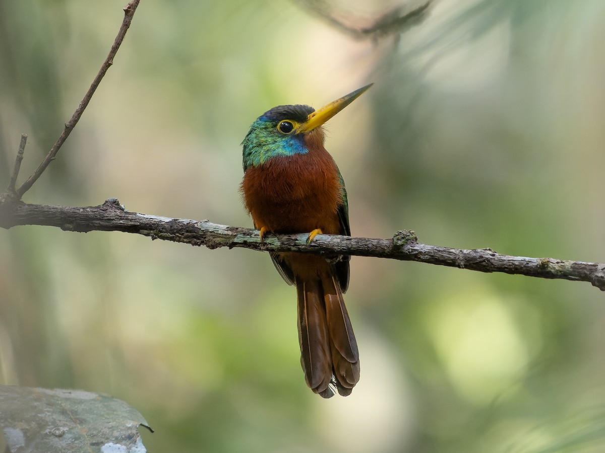 Blue-cheeked Jacamar - ML472223491