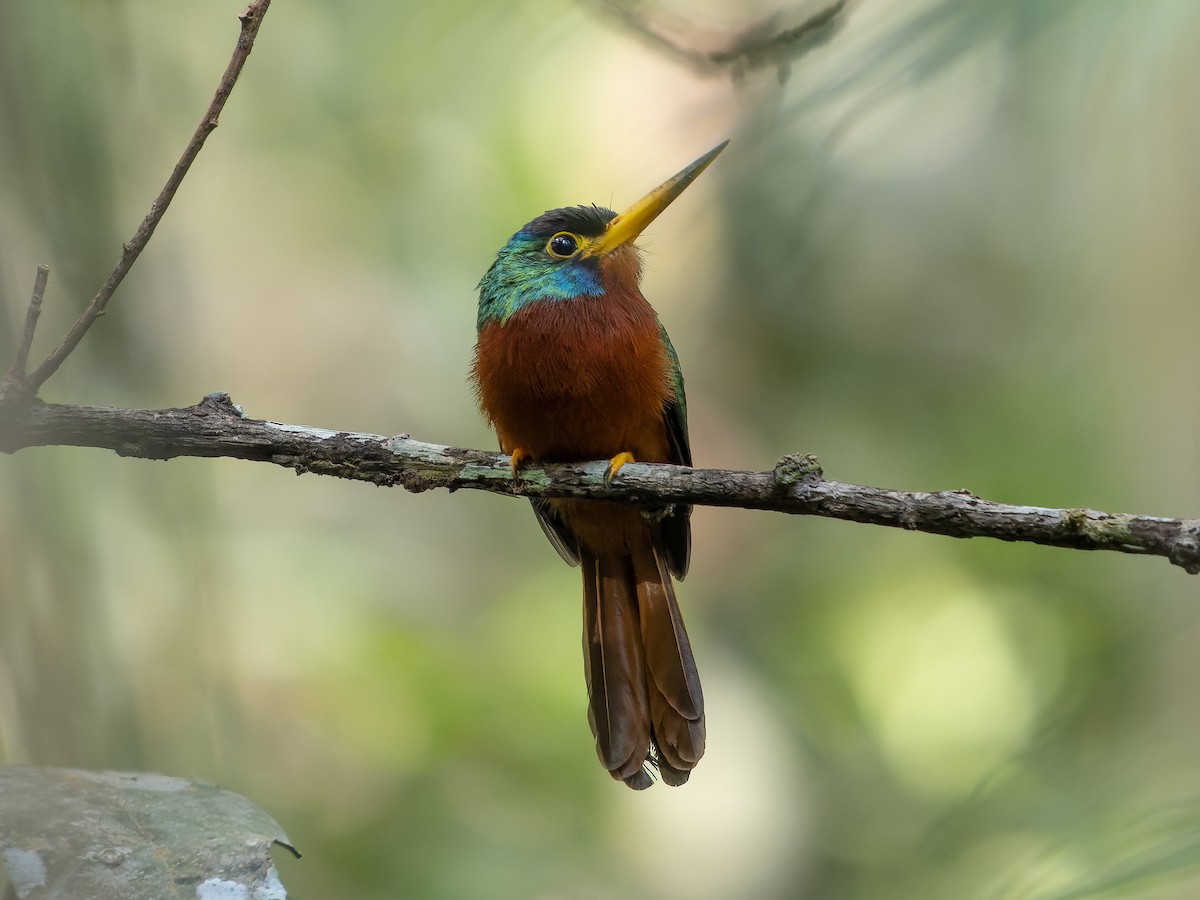 Blue-cheeked Jacamar - ML472223501