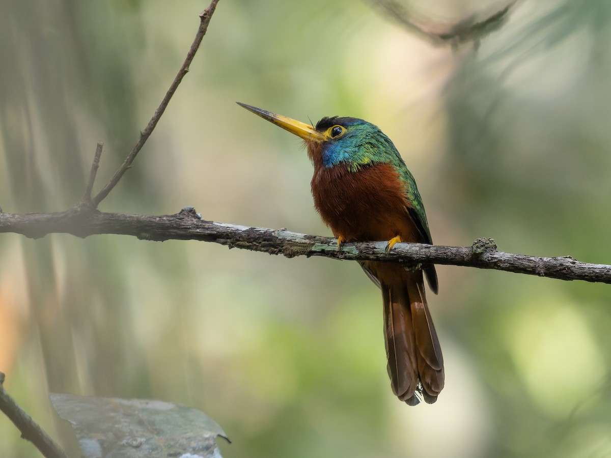 Blue-cheeked Jacamar - ML472223511