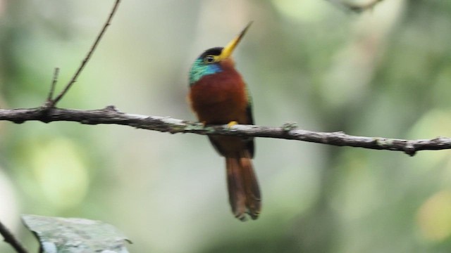 Blue-cheeked Jacamar - ML472223541