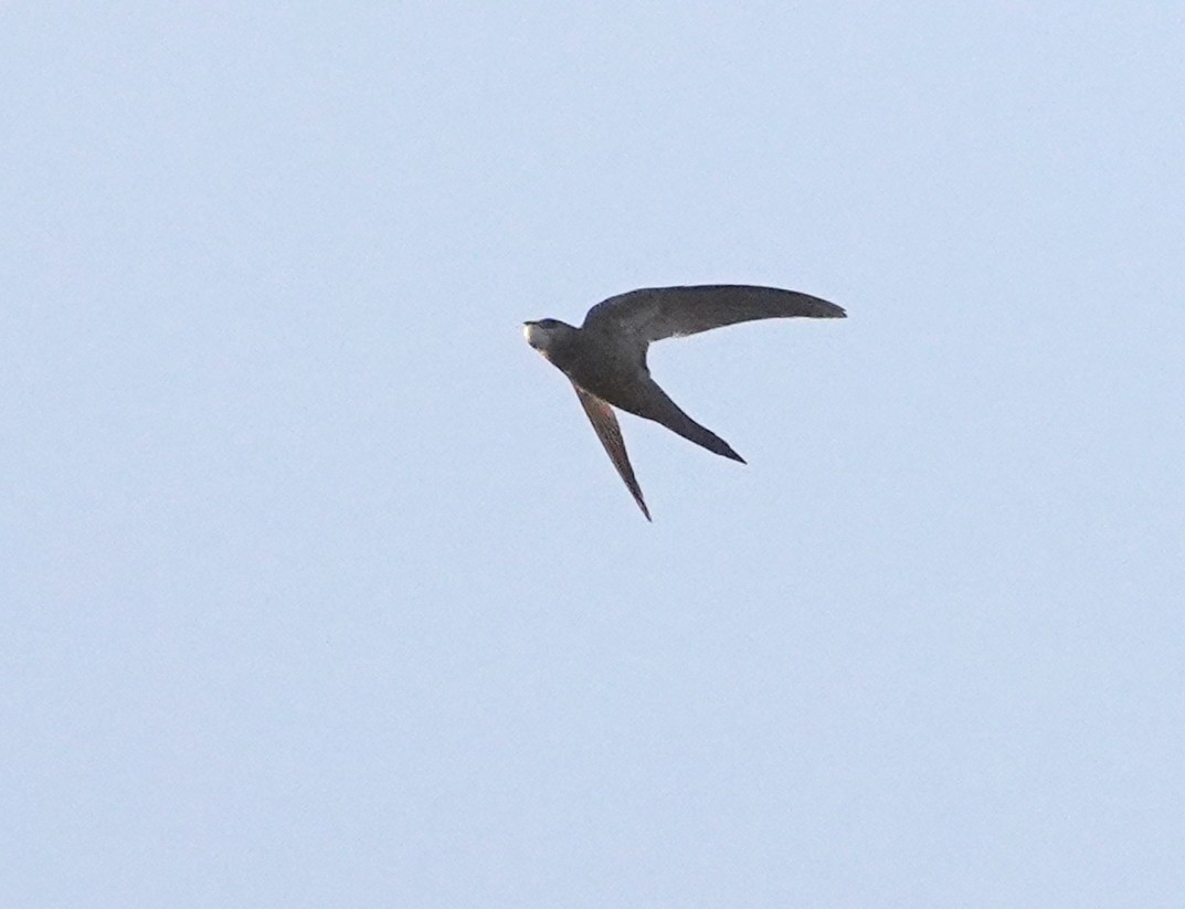 Pallid Swift - ML472223611