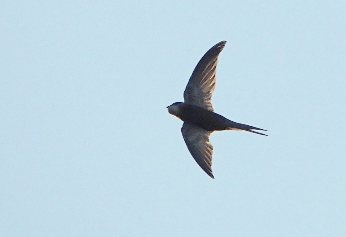 Pallid Swift - ML472223631