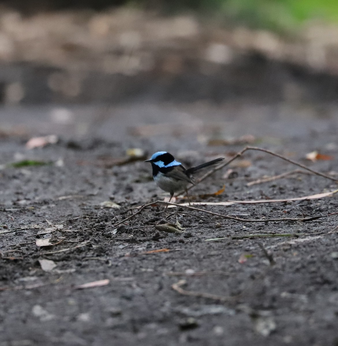 Superb Fairywren - ML472226141