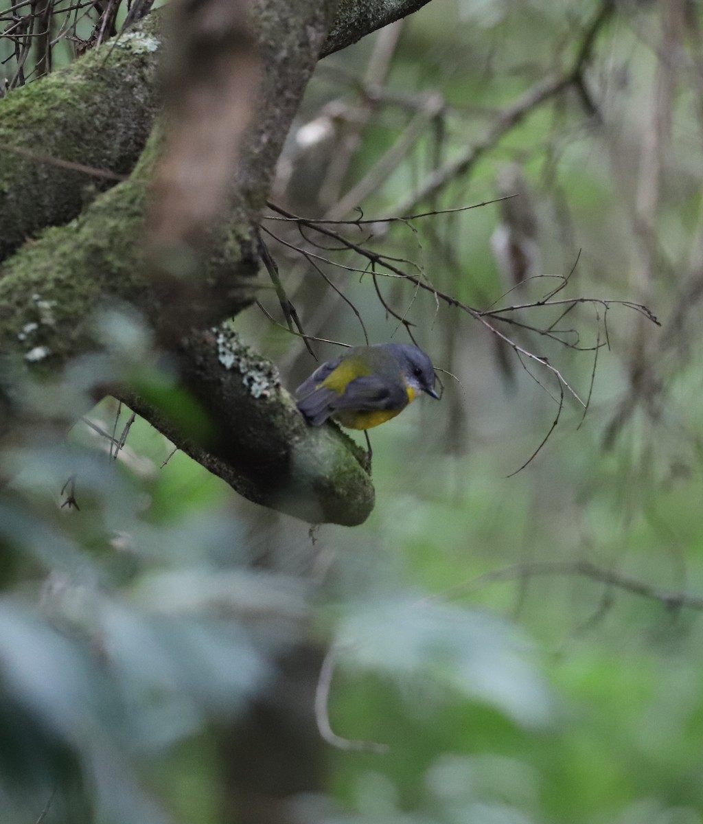 Eastern Yellow Robin - ML472226151