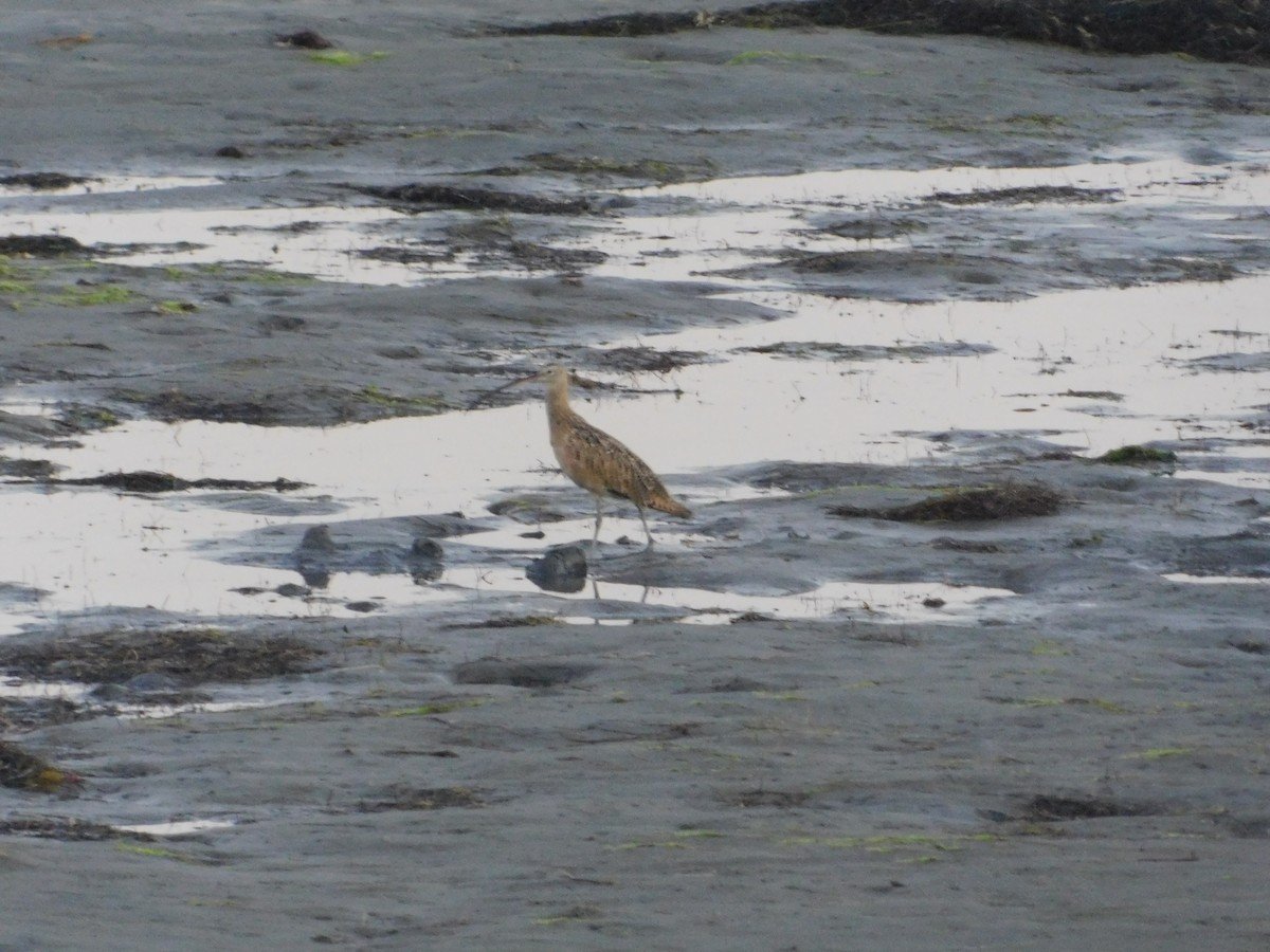 Long-billed Curlew - ML472226721