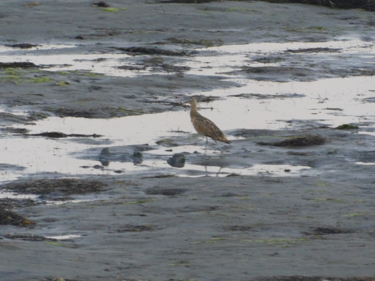 Long-billed Curlew - ML472226731
